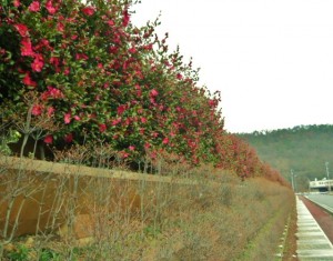 2013山茶花垣根