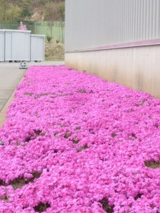 芝桜満開